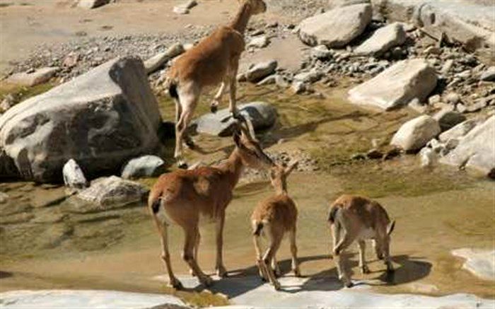 صدور ۲۰۰۰ مجوز شکار پرنده و چند پرسش