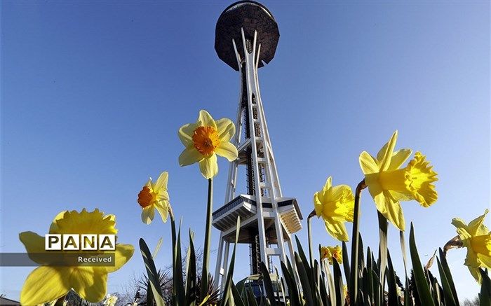 معاون بهبود و تولیدات گیاهی سازمان جهاد کشاورزی خراسان‌جنوبی : بیمه‌گل نرگس به صورت آزمایشی برای یکسال برای اولین بار در استان خراسان جنوبی اجرا می شود
