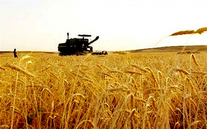 افزایش ۶۲ درصدی یارانه خرید تضمینی گندم