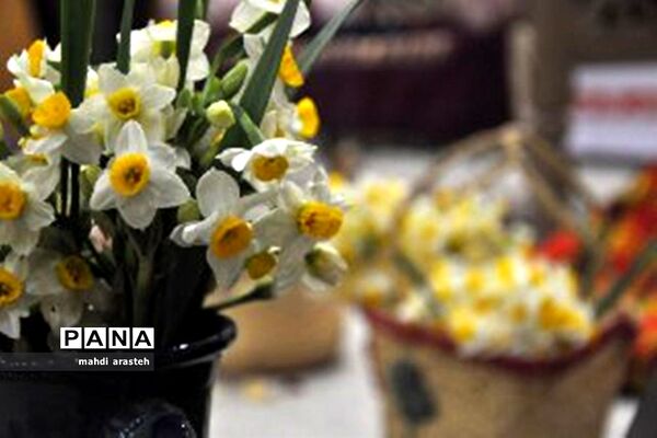 برگزاری جشنواره استانی گل نرگس در خوسف