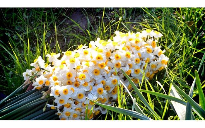 جشن شکرگزاری گل نرگس  درخوسف برگزارشد