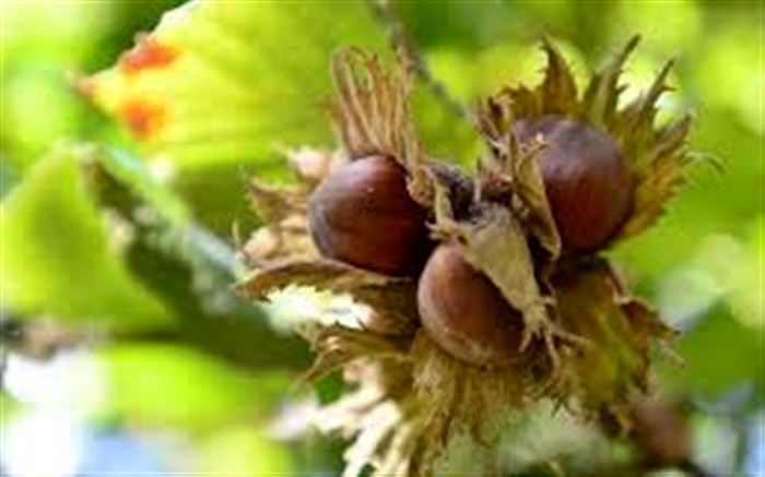 مهلت بیمه ۵ محصول کشاورزی در گیلان تمدید شد