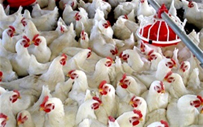 تولید ۹۰۰ تن مرغ بدون آنتی بیوتیک در آذربایجان غربی