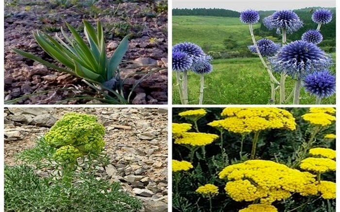 افزایش کشت گیاهان دارویی در خوزستان