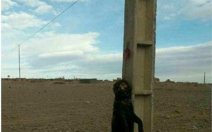 پیگیری برای شناسایی عاملان حیوان آزاری