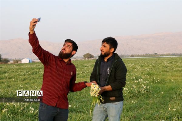 برداشت گل نرگس در گله‌دار فارس