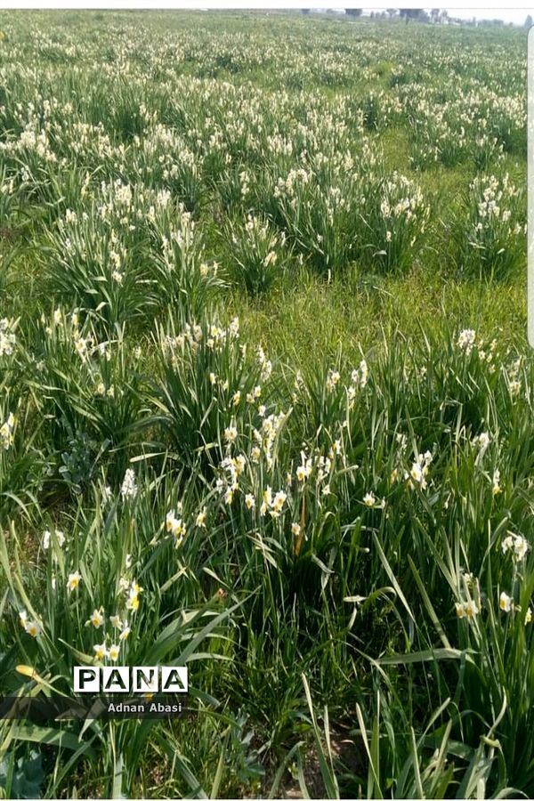 برداشت گل نرگس در گله‌دار فارس