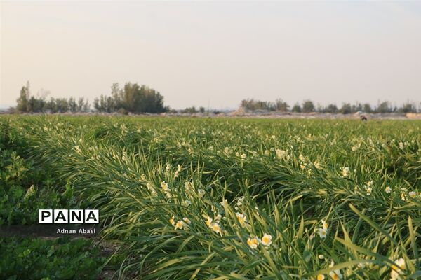 برداشت گل نرگس در گله‌دار فارس
