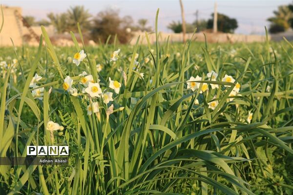 برداشت گل نرگس در گله‌دار فارس