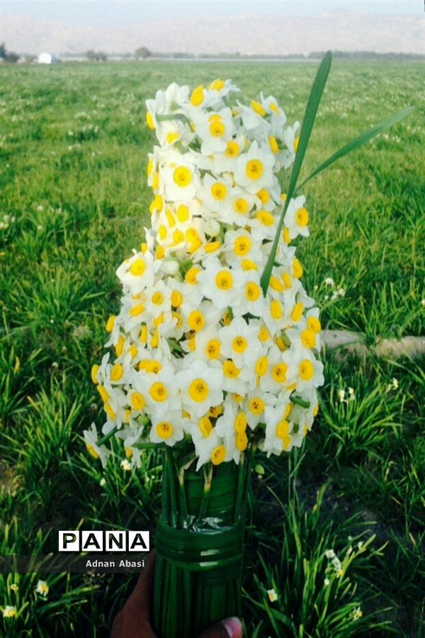 برداشت گل نرگس در گله‌دار فارس