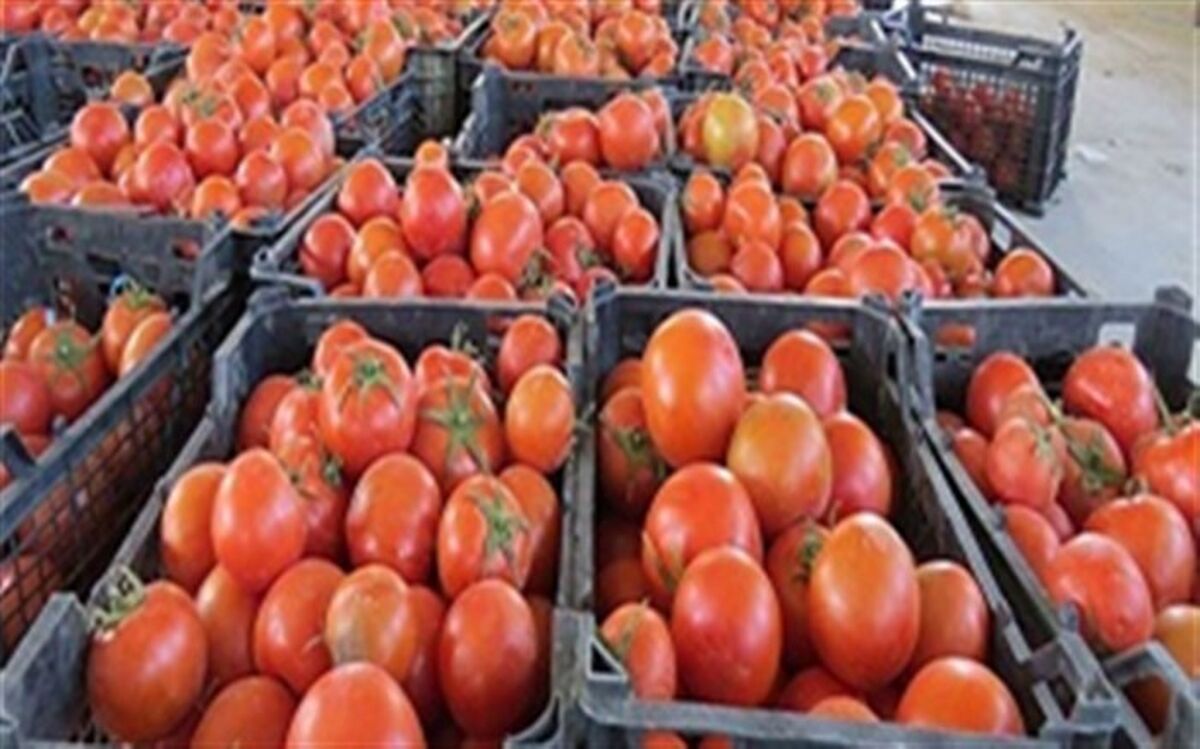 کشف گوجه فرنگی قاچاق در مرز سردشت