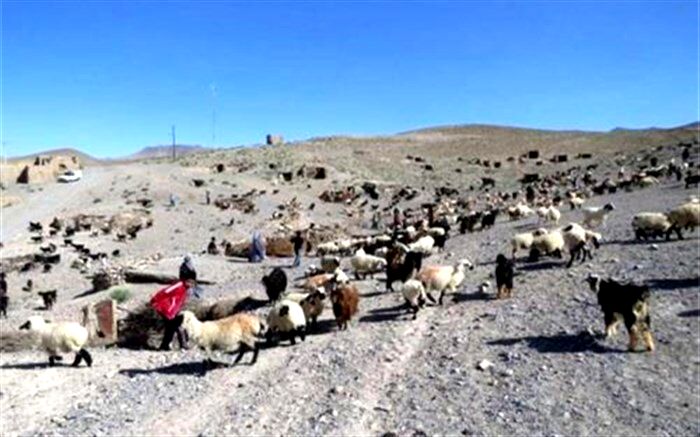 مدیر امور عشایر قاینات: عشایر قاینات بیش از 97 میلیارد ریال تسهیلات گرفتند