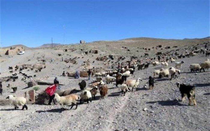 افزایش دوبرابری درآمد خانوارهای عشایر در برنامه ششم توسعه