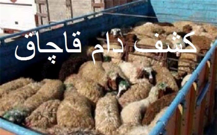 81 راس دام قاچاق در البرز کشف و  توقیف شدند