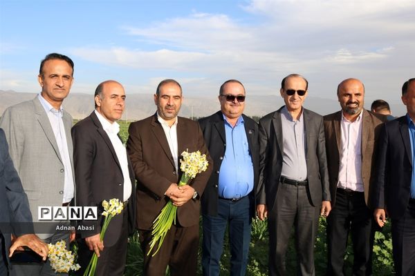 جشنواره گل نرگس در نوآباد  شهرستان مهر