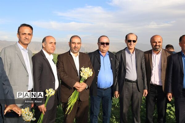 جشنواره گل نرگس در نوآباد  شهرستان مهر