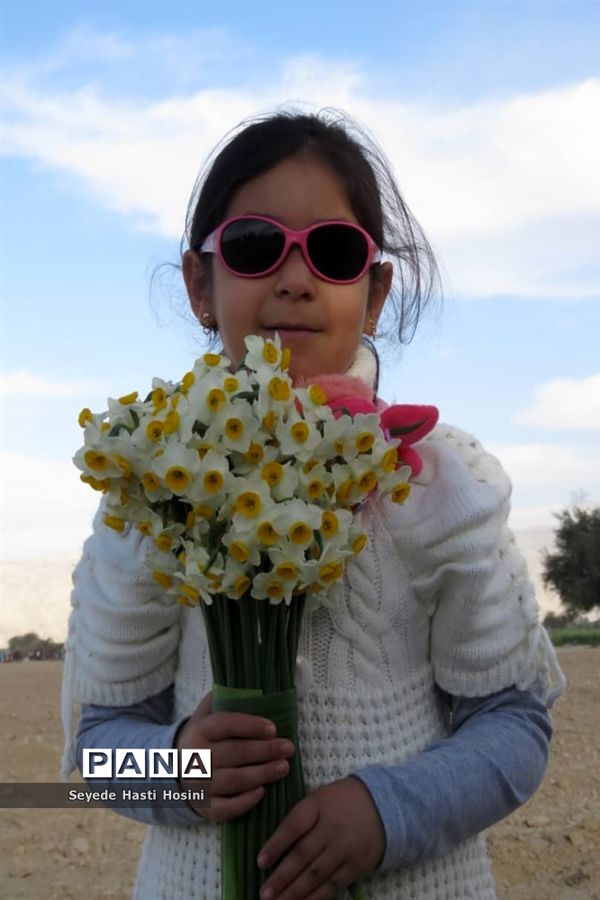 جشنواره گل نرگس در نوآباد  شهرستان مهر