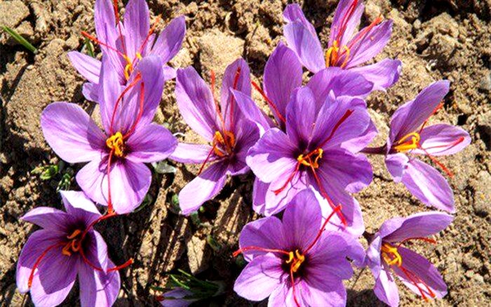 هفته‌ای زعفرانی برای بورس کالا