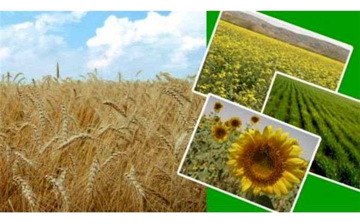 تولید محصولات زراعی به ۲ میلیون و ۶۰۰ هزار تن رسید