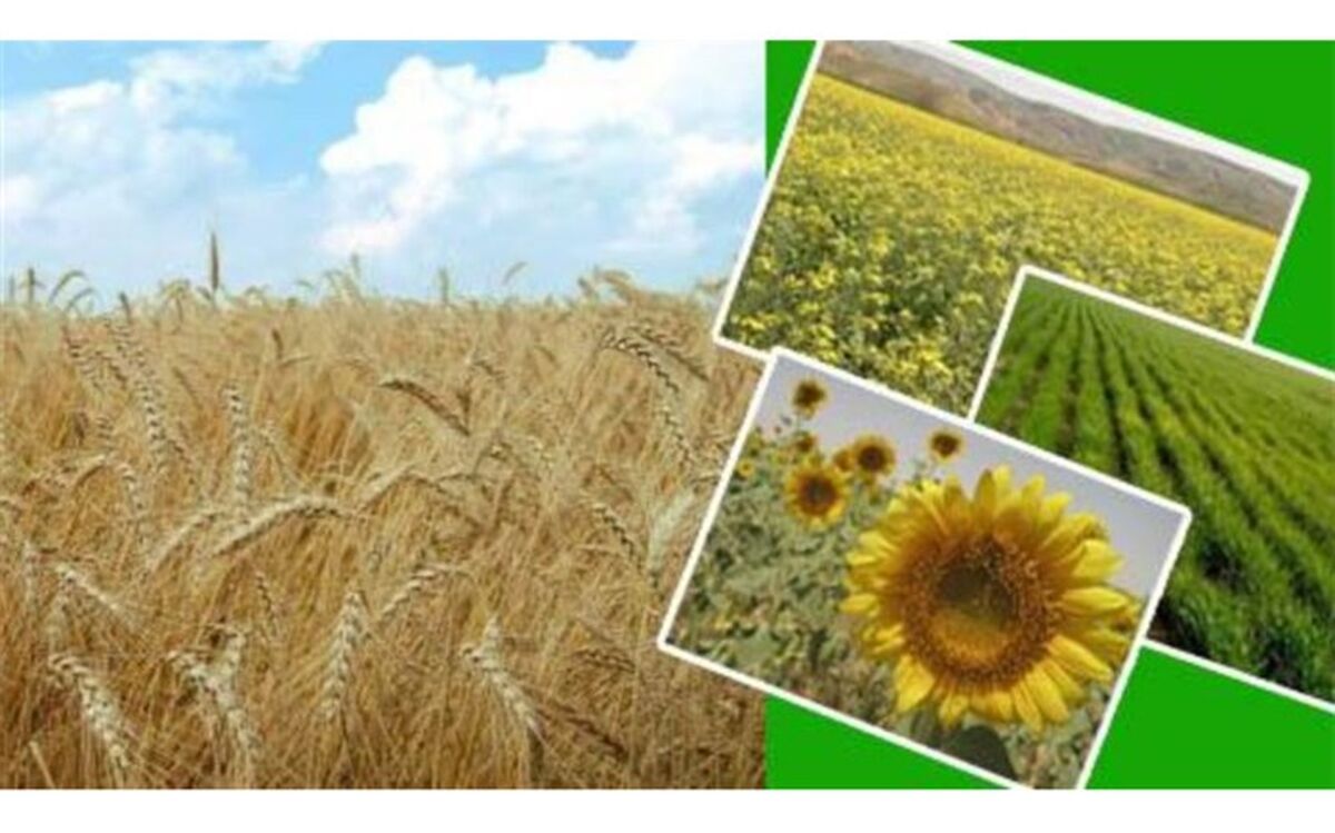 تولید محصولات زراعی به ۲ میلیون و ۶۰۰ هزار تن رسید