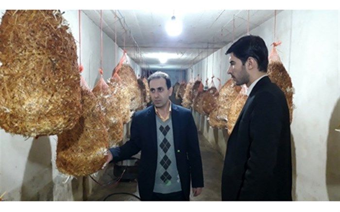 راه اندازی نخستین کارگاه دانش آموزی پرورش قارچ صدفی در مراغه