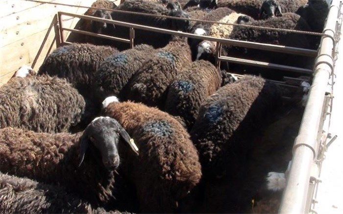 تداوم قاچاق دام زنده از ۹ استان مرزی