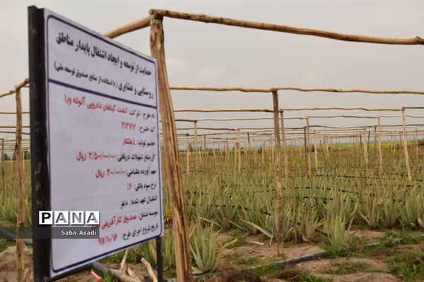 بهره‌برداری از مزرعه کاشت گیاه دارویی آلوئه‌ورا در شهرستان مُهر