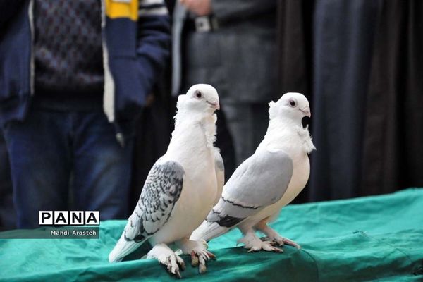 نمایشگاه شهدای جومیان درشهرستان خوسف