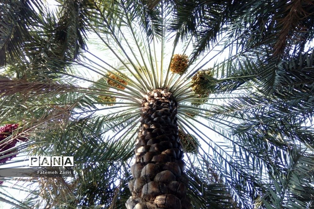 تشکیل صندوق خرما در کشور