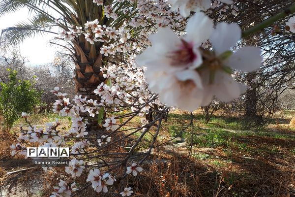 شکوفه‌های زمستانی