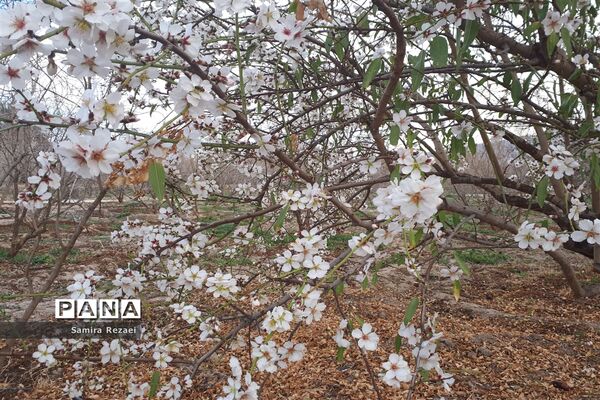 شکوفه‌های زمستانی