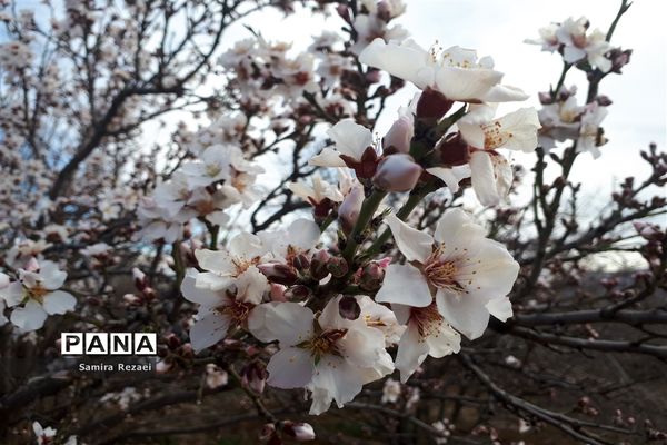 شکوفه‌های زمستانی