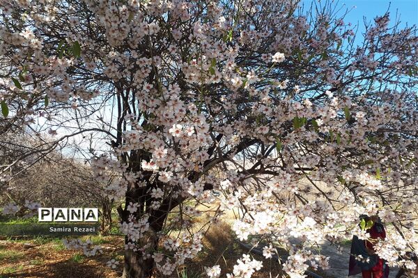 شکوفه‌های زمستانی