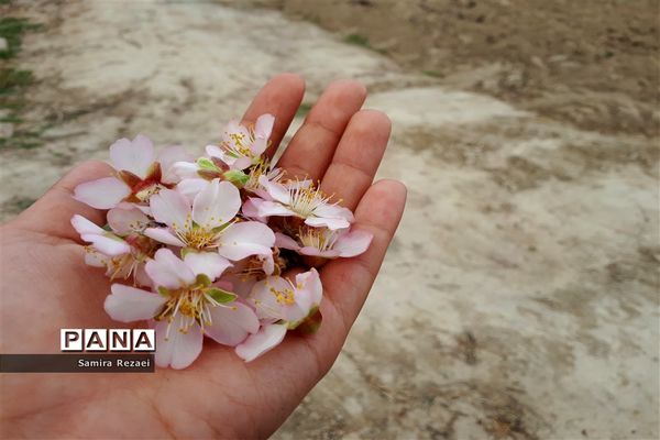 شکوفه‌های زمستانی