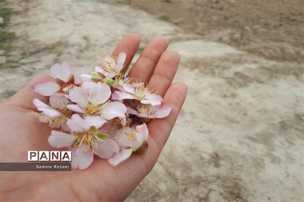 شکوفه‌های زمستانی