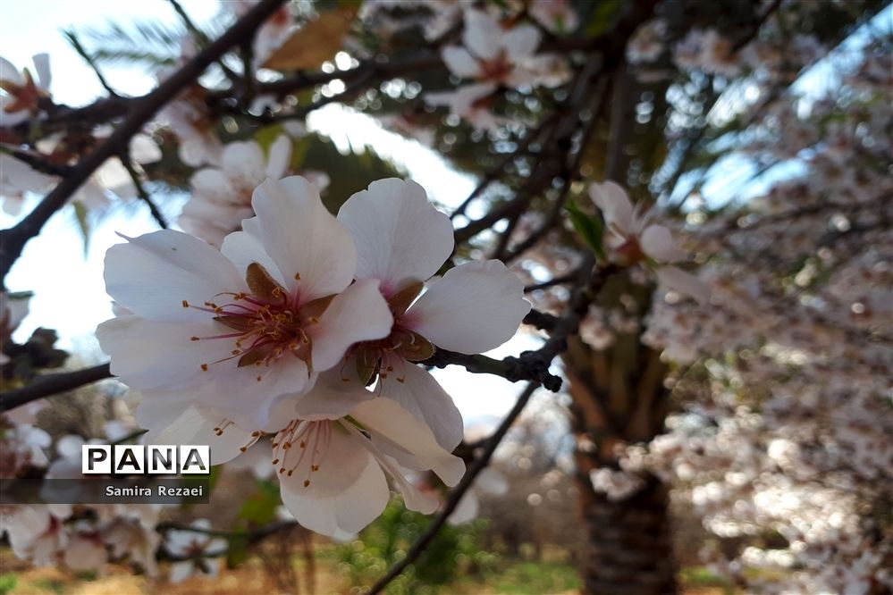 شکوفه‌های زمستانی