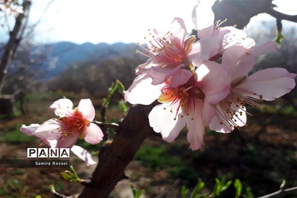 شکوفه‌های زمستانی