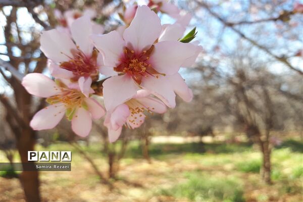 شکوفه‌های زمستانی