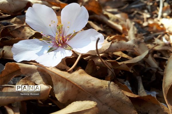 شکوفه‌های زمستانی