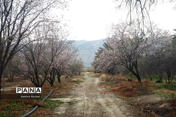 شکوفه‌های زمستانی