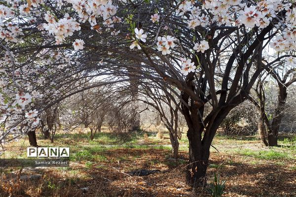 شکوفه‌های زمستانی