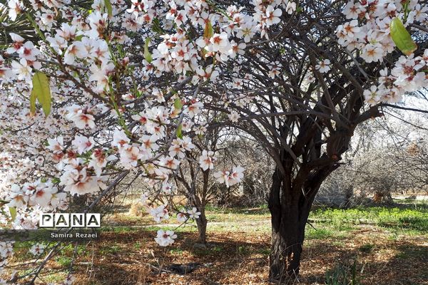 شکوفه‌های زمستانی