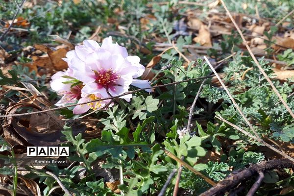 شکوفه‌های زمستانی