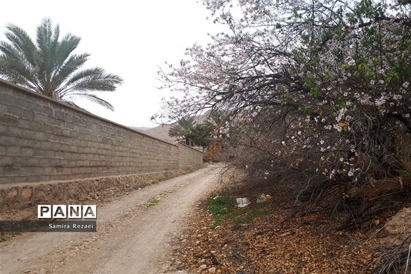 شکوفه‌های زمستانی