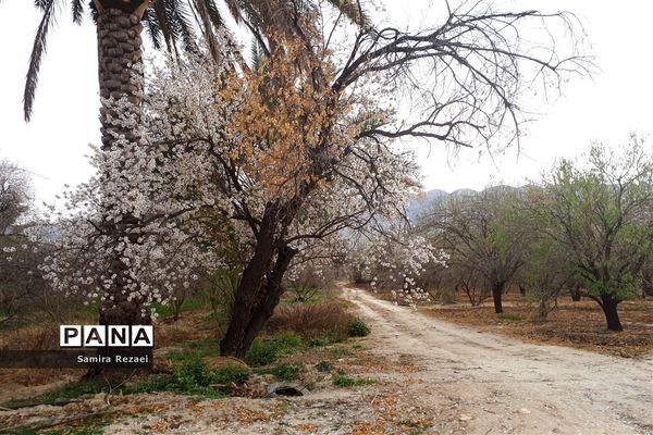 شکوفه‌های زمستانی