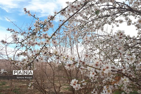 شکوفه‌های زمستانی