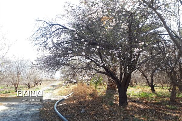 شکوفه‌های زمستانی