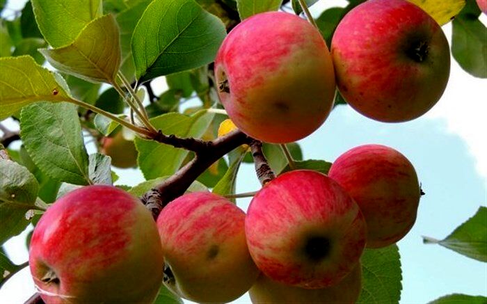 کمبود سیب در قطب تولید سیب کشور