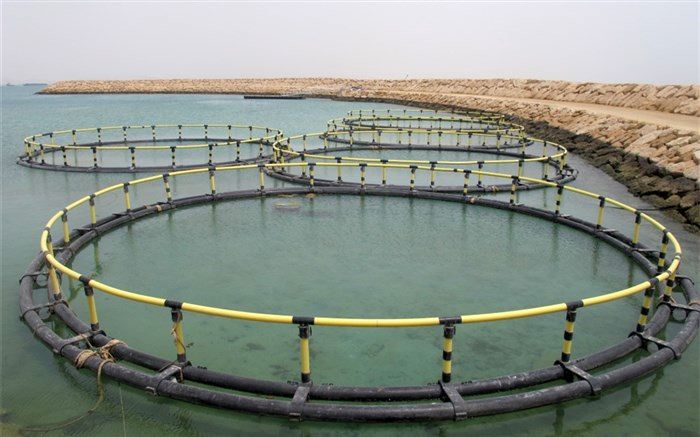 8 قفس پرورش ماهی در سواحل مازندران نصب می‌شود