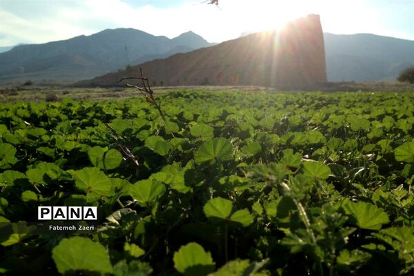 آسیاب‌های تنگ ترمان لامِرد فارس